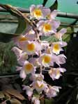 DendrobiumAmabilePhH158.jpg