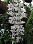DendrobiumAnosmumalbumUB.jpg
