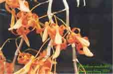 DendrobiumArachnitesAL.jpg