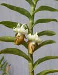 DendrobiumEllipsophyllumPBt.jpg