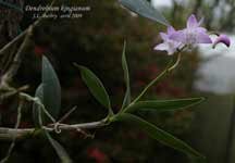 DendrobiumKingianum063.jpg