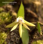 DendrobiumPugioniforme886.jpg