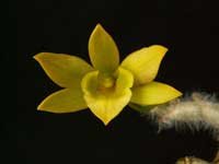 DendrobiumSenileFB1.jpg