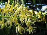 DendrobiumSpeciosum0733PhH.jpg