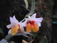 Dendrobium_bellatulumUB.jpg