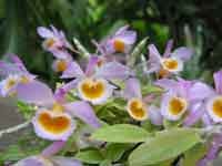 DendrobiumloddigesiiPhH.jpg