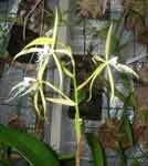 EpidendrumCiliareSV.jpg