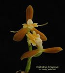 EpidendrumFerrugineum481.jpg