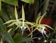 Epidendrum_ciliare_MF.jpg