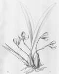 MaxillariaPictaFB.jpg