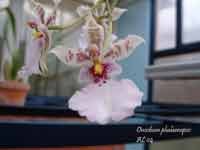 Oncidium_phalaenopsis_1.jpg