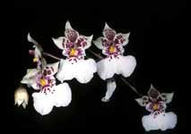 Oncidium_phalaenopsis_Orchi.jpg