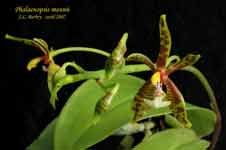 PhalaenopsisMannii456.jpg