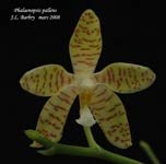 PhalaenopsisPallens259.jpg