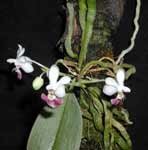 PhalaenopsisParishiiLJ.jpg