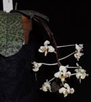 phalaenopsis_celebensisAMG.jpg