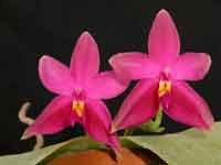 phalaenopsis_violaceaSumatra.jpg
